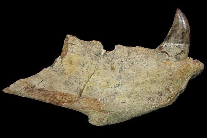 Fossil Sea Lion (Allodesmus) Lower Jaw Section - Bakersfield, CA #143892